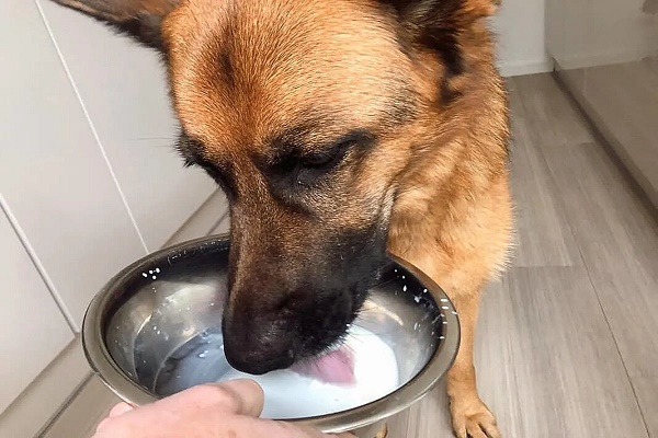 Can dogs drink oat milk