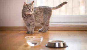 Why Do Cats Paw Around Their Water Bowl