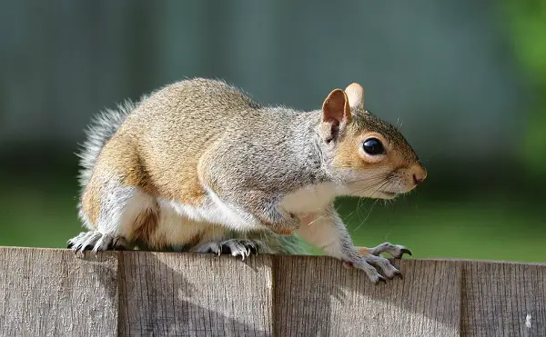What Smells Deter Squirrels