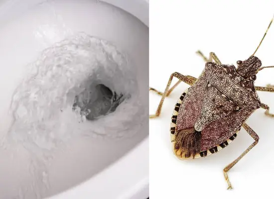 Can You Flush Stink Bugs Down Toilet