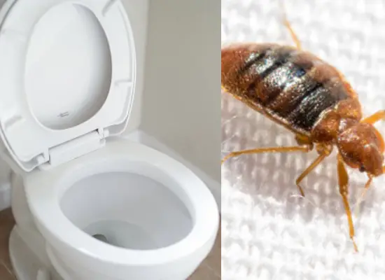 Can You Flush Bed Bugs