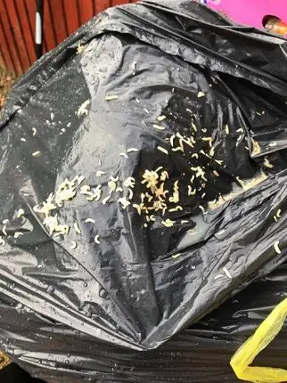 Can Maggots Eat Through Plastic Garbage Bags