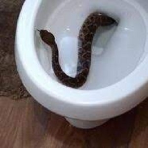 Can Snake Live In Septic Tank