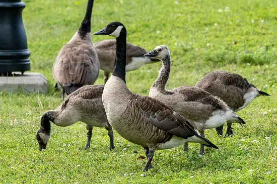 How To Stop Geese From Pooping In Yard
