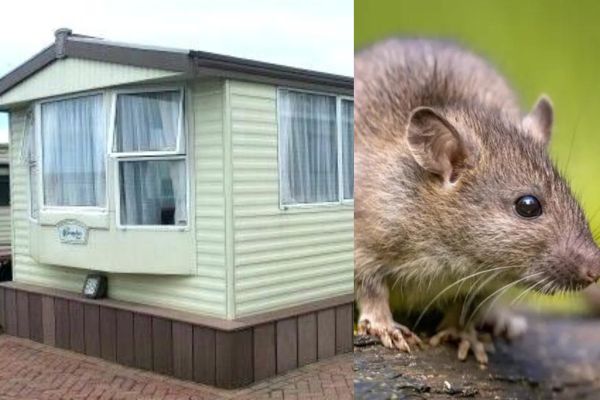 How To Get Rid Of Rats Under A Mobile Home