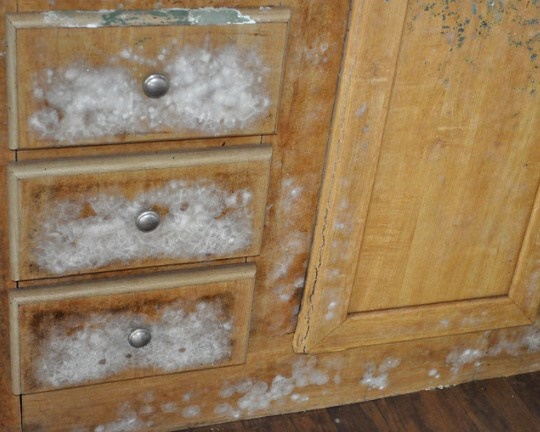 How To Get Rid Of Mould In Kitchen Cupboards