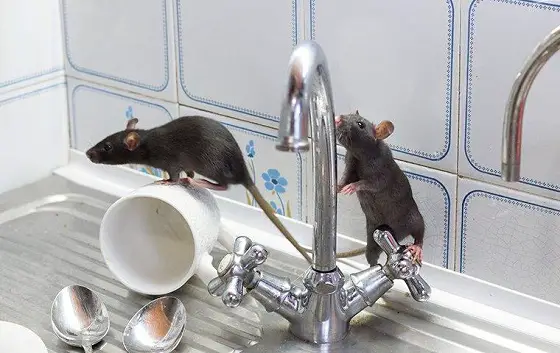 How To Get Rid Of Mice Under The Kitchen Sink
