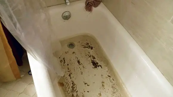 What To Do When Sewage Backs Up In Bathtub