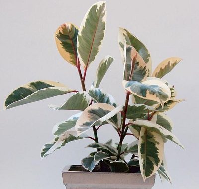 How To Variegate Plants At Home