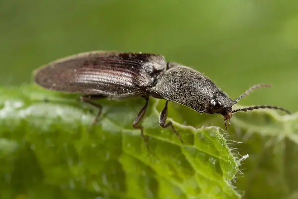 How To Get Rid Of Click Beetles In Home