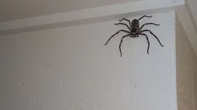 How Long Will A Spider Stay In Your Room