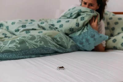 How Long Will A Spider Stay In Your Room