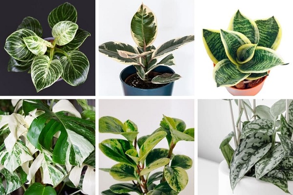 How To Variegate Plants At Home