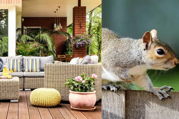 How To Keep Squirrels From Chewing On Patio Furniture