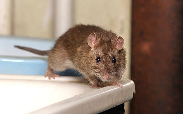 Why Do Mice Like Bathrooms
