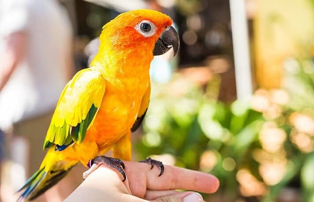 How To Treat A Sick Parrot At Home