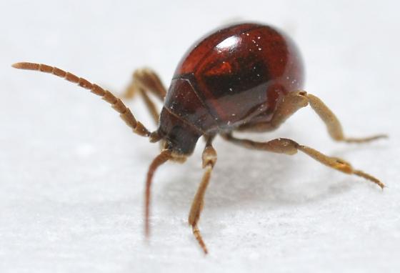 How to Get Rid Of Spider Beetles In Bedroom